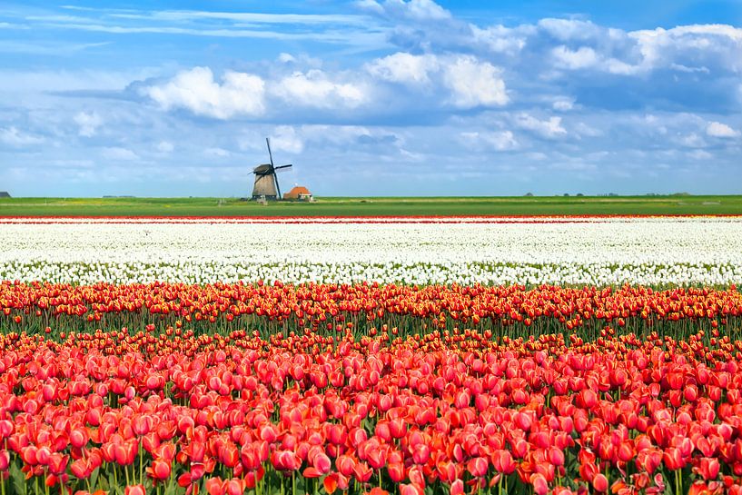 Spring colors of Holland van Olha Rohulya