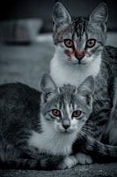 Close up brothers