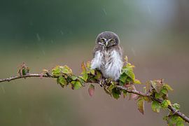 Dwarf owl in the rain by Samantha Rorijs