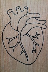 Heart (1/3)
