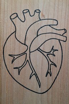 Heart (1/3)