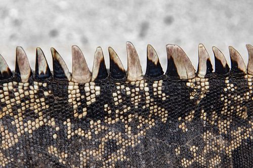 Drakenstekels op de rug van een varaan in Cuba