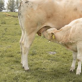 Moeder koe en drinkend kalf van Zoë Jurriëns