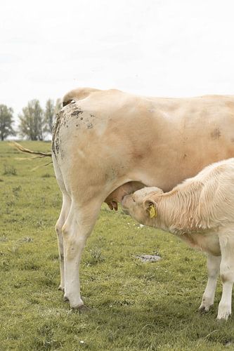 Mother cow and drinking calf
