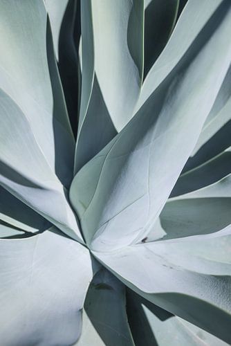 Symphonie succulente sur Shot by Clint