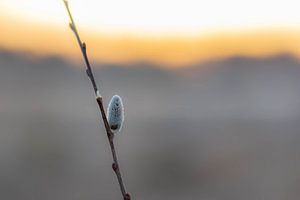 knop in het ochtendlicht van Tania Perneel