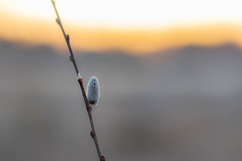 knop in het ochtendlicht van Tania Perneel