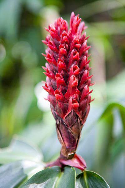 Rote Formen im botanischen Garten in Cairns von Kees van Dun