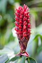 Rote Formen im botanischen Garten in Cairns von Kees van Dun Miniaturansicht