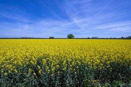 Rape field by Ali Mahboubian