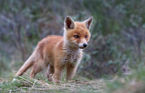 Jonge kleine vos by Menno Schaefer