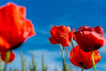 ''Coquelicot''