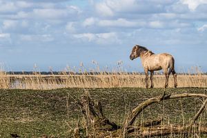 Konikpaard Oostvaardersplassen