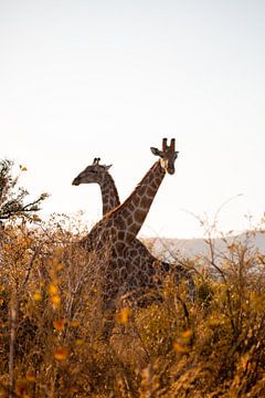 Giraffes on the savannah by Jarno Dorst