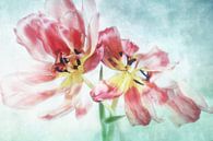 Danse des tulipes II par Claudia Moeckel Aperçu