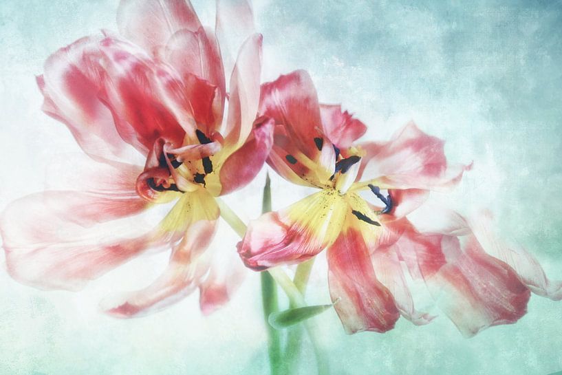 Danse des tulipes II par Claudia Moeckel