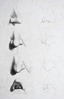Old study and sketches of different noses on a face in black and white