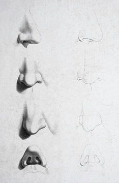 Ancienne étude et croquis de différents nez sur un visage en noir et blanc