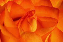 Orange rose by Pim van der Horst