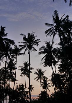 Palmiers Nusa Penida
