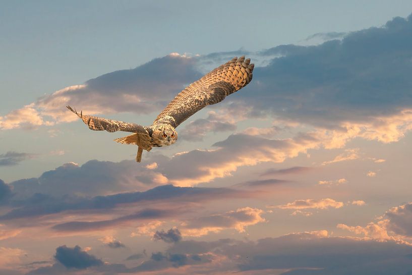 Un aigle et un hibou volent, ailes déployées, dans un ciel clair. sur Gea Veenstra