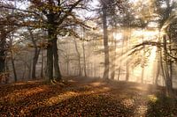 Licht
