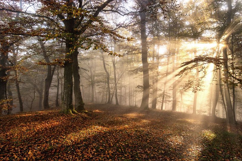 Light by W. Lohof
