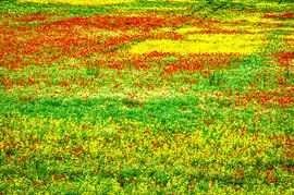 Sommerwiese von Bernardo Peters Velasquez