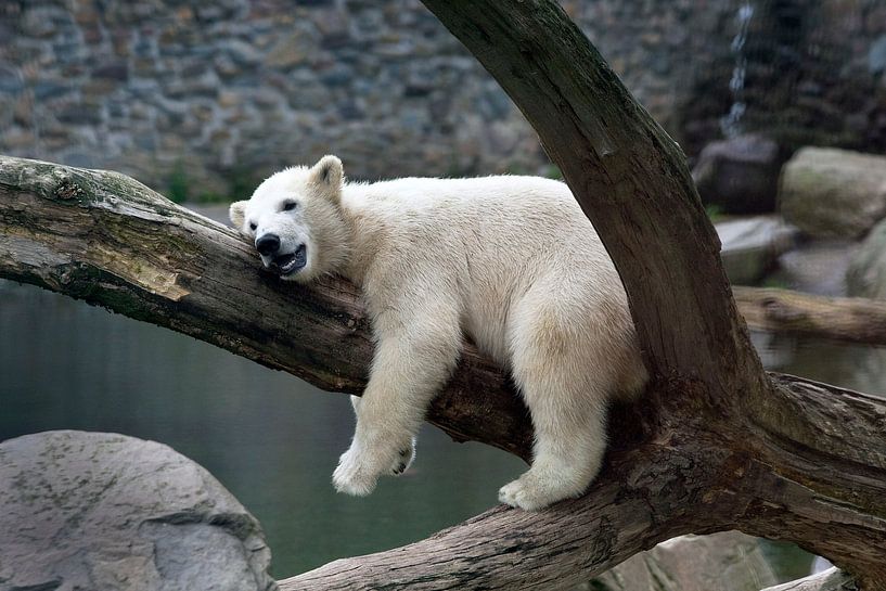 Jeune ours polaire  par Luuk van der Lee