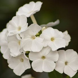 Witte bloemen van Ron Pool