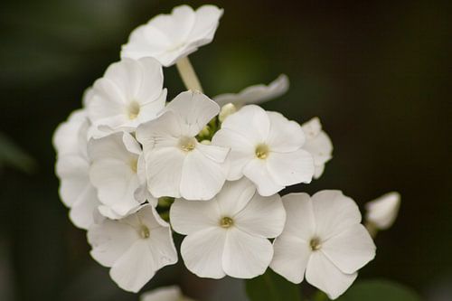 Witte bloemen van Ron Pool