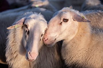Schafe in Heerde von Ilse Cardoen