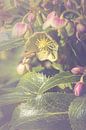 Nieskruid bloem (Helleborus sp.) van Alessia Peviani thumbnail