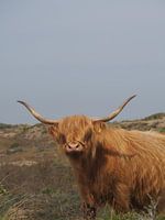 Scottish Highlander