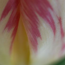 Abstrakte Tulpe von Monique van Helden