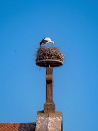 Storchennest von Markus Gann