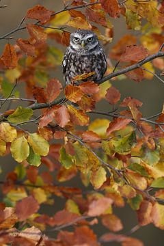 Steenuil (Athene noctua) van Ronald Pol