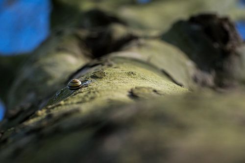 arbre avec un escargot
