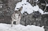 Wolf tegen de achtergrond van sjamanistische tekeningen op de rots... van Michael Semenov thumbnail