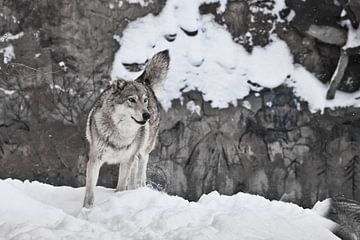 Wolf tegen de achtergrond van sjamanistische tekeningen op de rots...