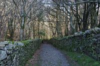 Into the woods 1