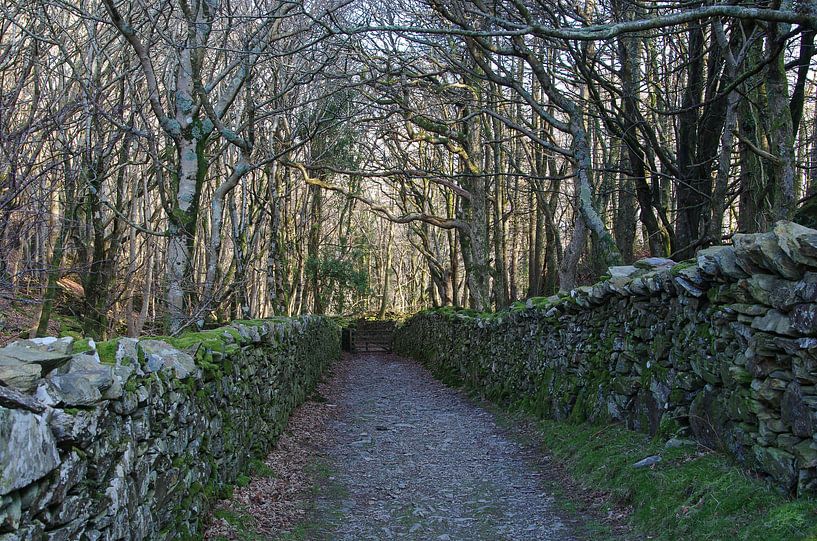 Into the woods 1 von Jasper Los