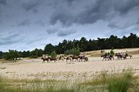 Riders with horses in the Drunense Dunes