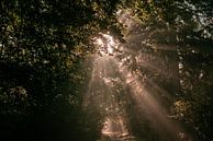 Hoge Veluwe in de mist van Mascha Boot thumbnail