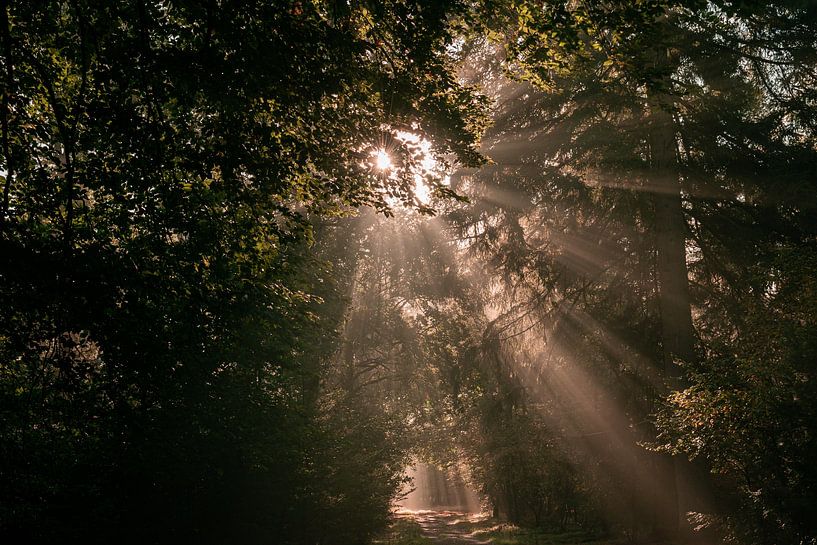 Hoge Veluwe in de mist van Mascha Boot