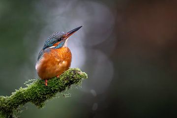 Ijsvogel in spotlight van Walter Roost
