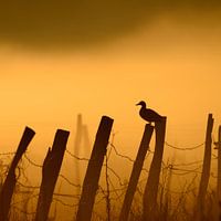 Duck in the Mist