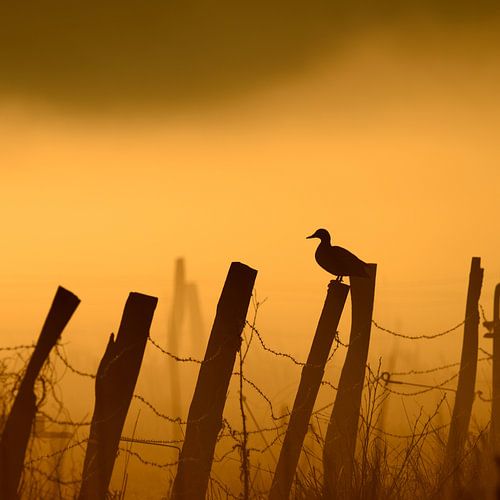 Ente im Nebel