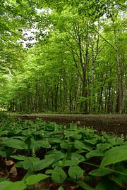 Een landweg in de zomer van Claude Laprise