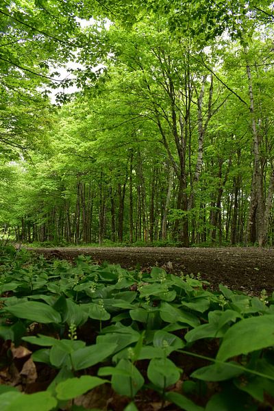 A country road in summer by Claude Laprise
